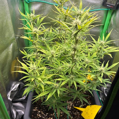 RQS Cosmos F1 growlog timeline photo