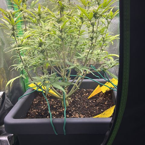 RQS Cosmos F1 growlog timeline photo