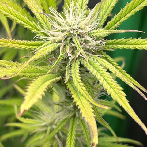 RQS Cosmos F1 growlog timeline photo