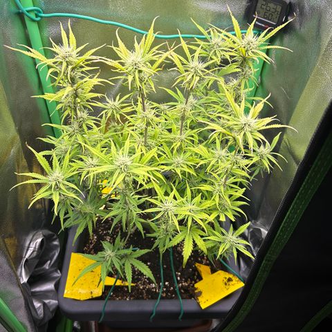 RQS Cosmos F1 growlog timeline photo