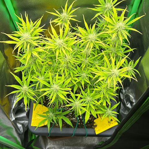 RQS Cosmos F1 growlog timeline photo