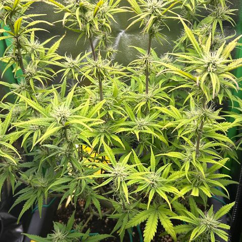 RQS Cosmos F1 growlog timeline photo