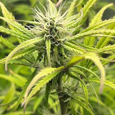 RQS Cosmos F1 growlog timeline photo