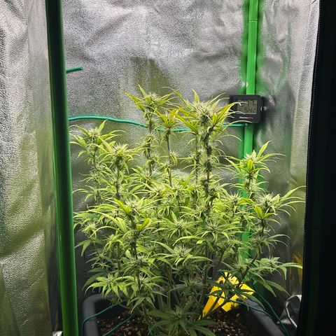 RQS Cosmos F1 growlog timeline photo
