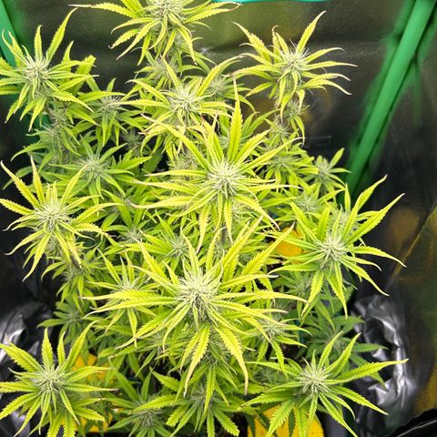 RQS Cosmos F1 growlog timeline photo