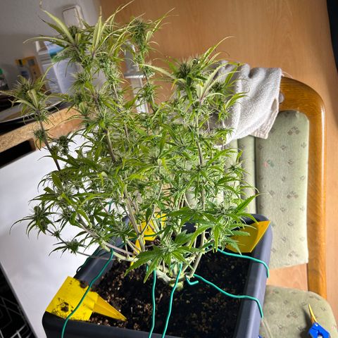RQS Cosmos F1 growlog timeline photo