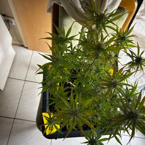 RQS Cosmos F1 growlog timeline photo