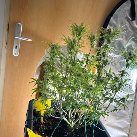 RQS Cosmos F1 growlog timeline photo