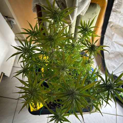 RQS Cosmos F1 growlog timeline photo