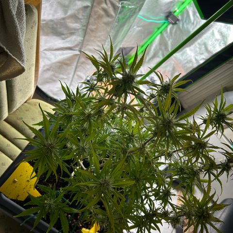 RQS Cosmos F1 growlog timeline photo