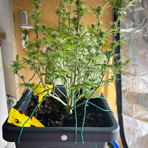 RQS Cosmos F1 growlog timeline photo