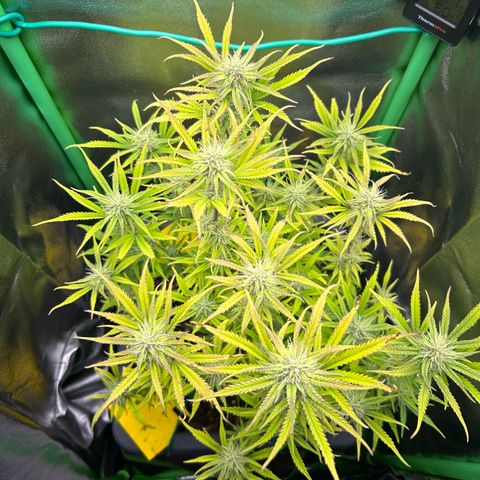 RQS Cosmos F1 growlog timeline photo