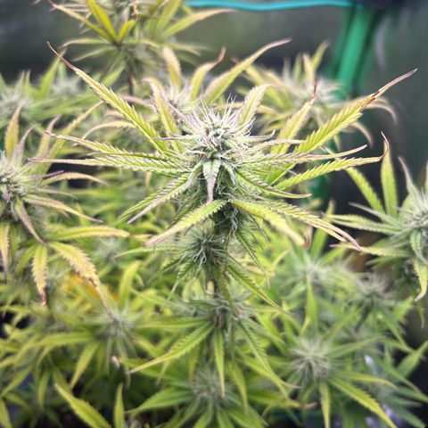 RQS Cosmos F1 growlog timeline photo