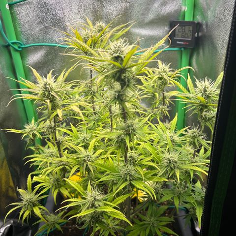RQS Cosmos F1 growlog timeline photo