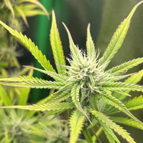 RQS Cosmos F1 growlog timeline photo