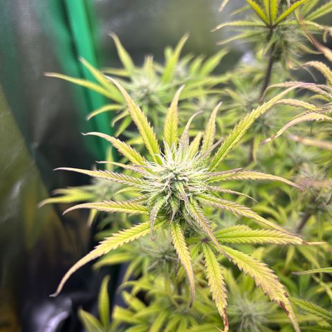 RQS Cosmos F1 growlog timeline photo