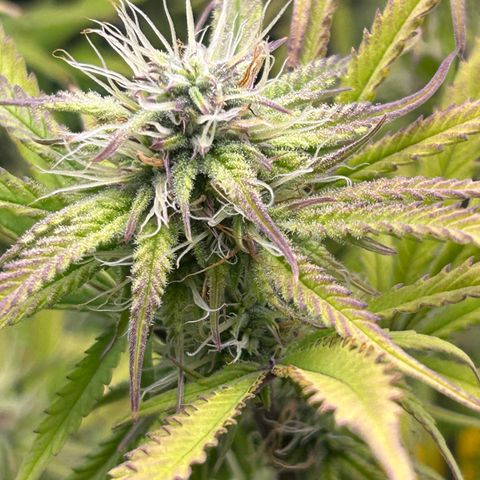 RQS Cosmos F1 growlog timeline photo