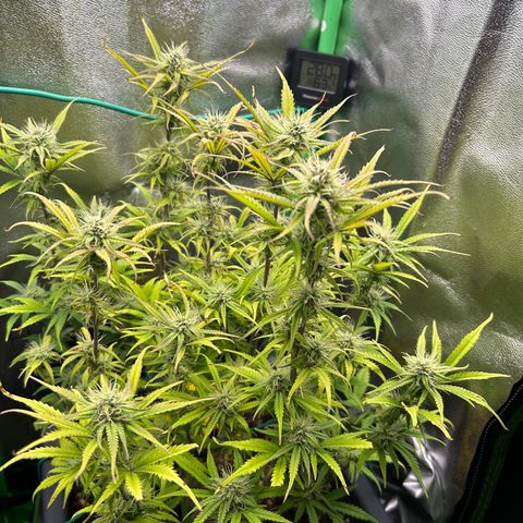 RQS Cosmos F1 growlog timeline photo