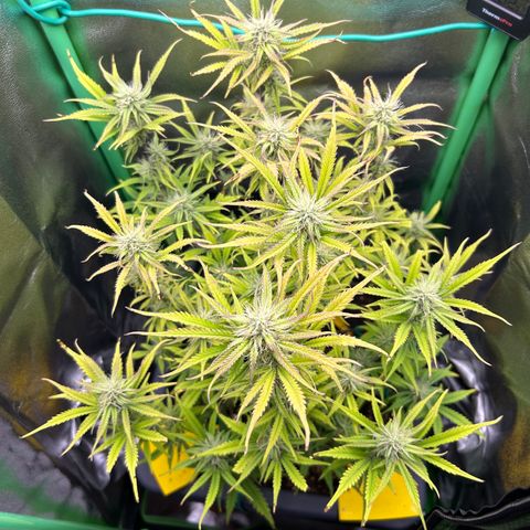 RQS Cosmos F1 growlog timeline photo