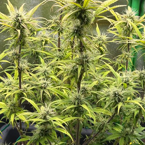 RQS Cosmos F1 growlog timeline photo