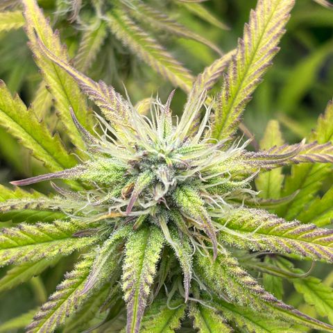 RQS Cosmos F1 growlog timeline photo