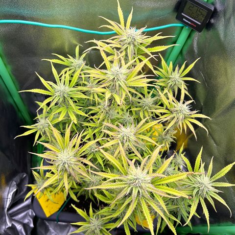 RQS Cosmos F1 growlog timeline photo