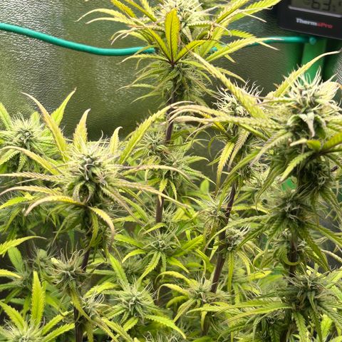 RQS Cosmos F1 growlog timeline photo