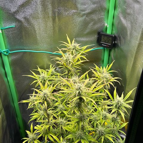 RQS Cosmos F1 growlog timeline photo