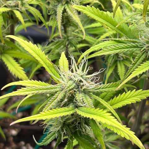 RQS Cosmos F1 growlog timeline photo