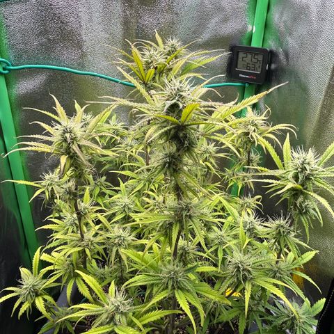 RQS Cosmos F1 growlog timeline photo