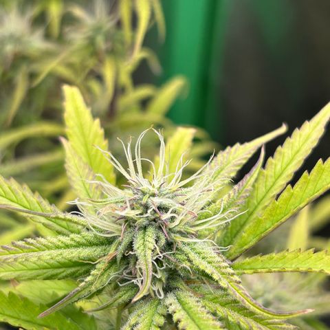 RQS Cosmos F1 growlog timeline photo