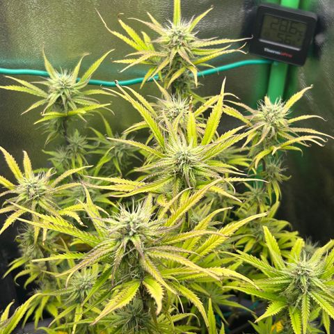 RQS Cosmos F1 growlog timeline photo