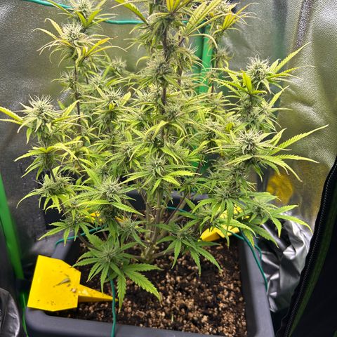 RQS Cosmos F1 growlog timeline photo