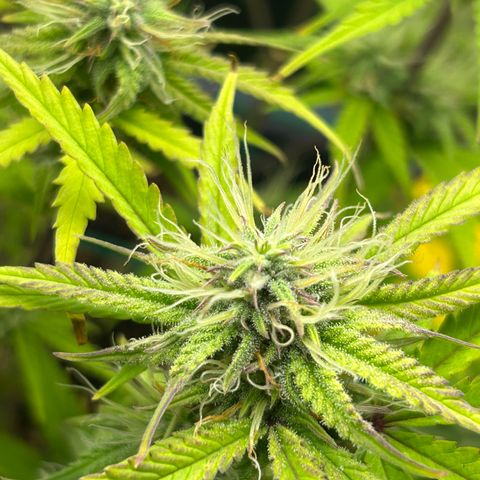 RQS Cosmos F1 growlog timeline photo