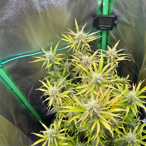 RQS Cosmos F1 growlog timeline photo