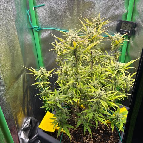 RQS Cosmos F1 growlog timeline photo