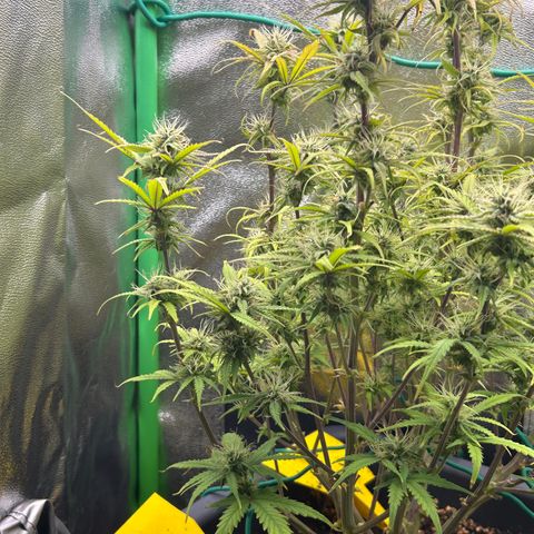RQS Cosmos F1 growlog timeline photo