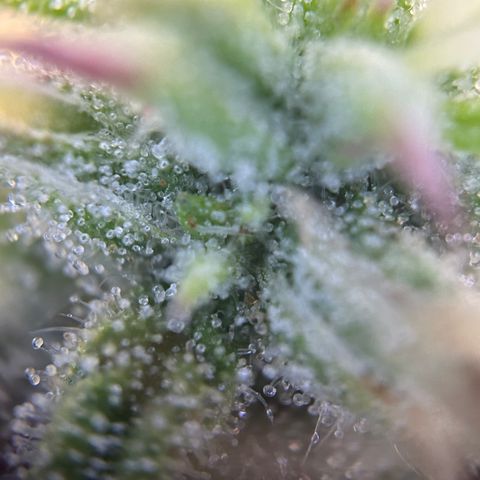RQS Cosmos F1 growlog timeline photo