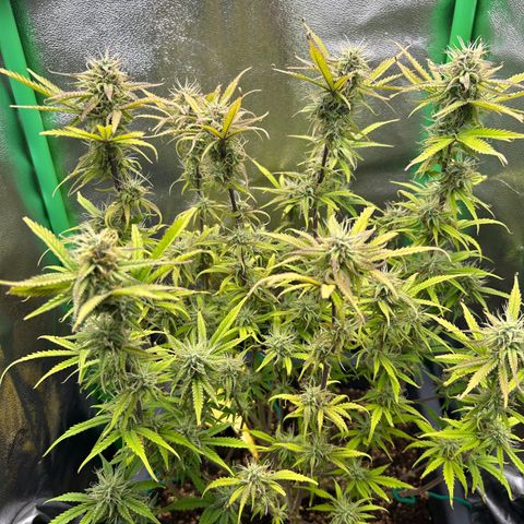 RQS Cosmos F1 growlog timeline photo