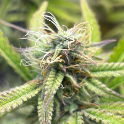 RQS Cosmos F1 growlog timeline photo