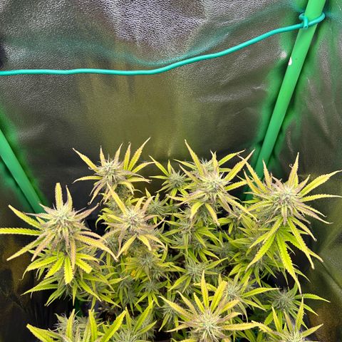 RQS Cosmos F1 growlog timeline photo