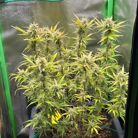 RQS Cosmos F1 growlog timeline photo
