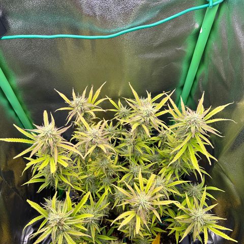 RQS Cosmos F1 growlog timeline photo