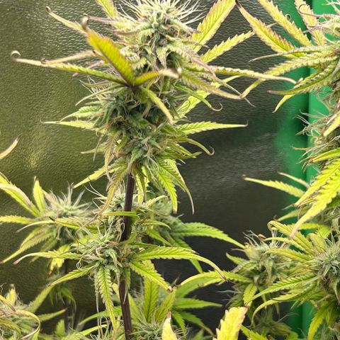 RQS Cosmos F1 growlog timeline photo
