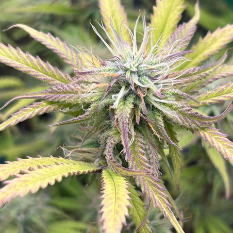 RQS Cosmos F1 growlog timeline photo