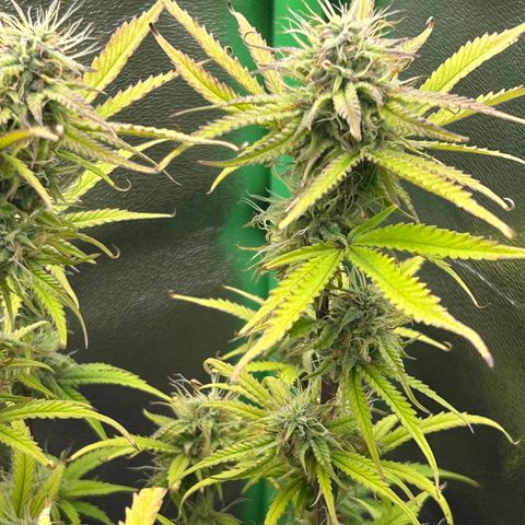 RQS Cosmos F1 growlog timeline photo