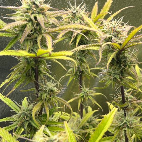 RQS Cosmos F1 growlog timeline photo