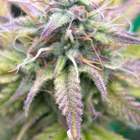 RQS Cosmos F1 growlog timeline photo