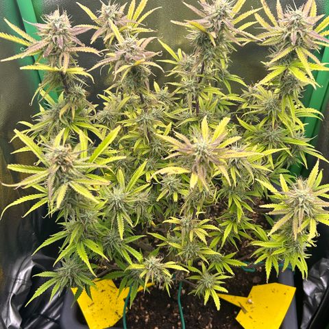 RQS Cosmos F1 growlog timeline photo