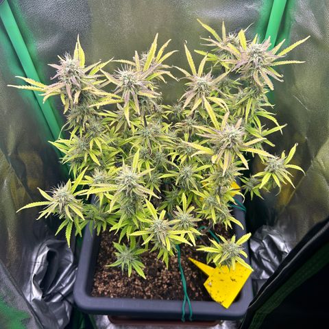 RQS Cosmos F1 growlog timeline photo
